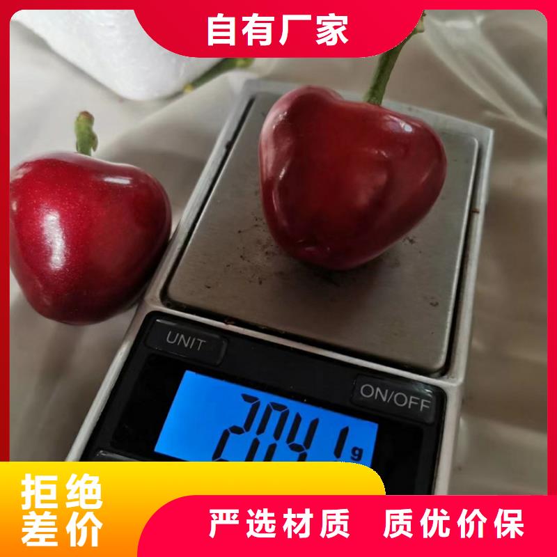 樱桃石榴树工程施工案例