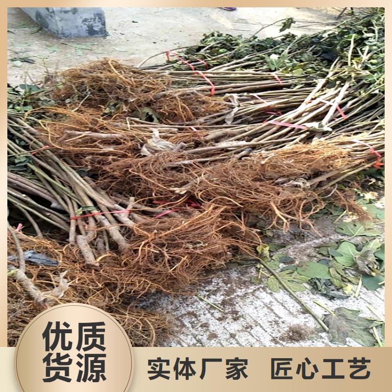 【无花果】红颜草莓品质可靠