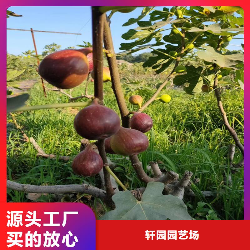 无花果-梨树苗种类丰富