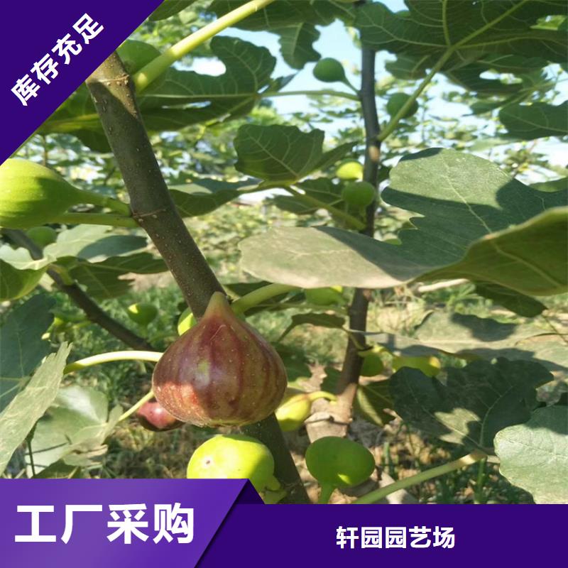 【无花果】樱桃苗诚信经营质量保证