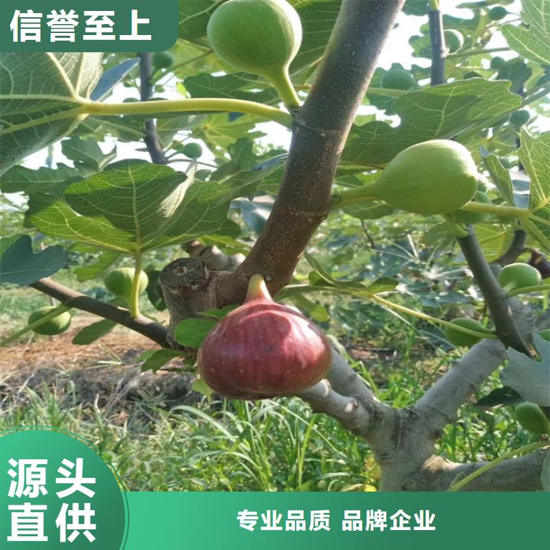 【无花果】樱桃苗诚信经营质量保证