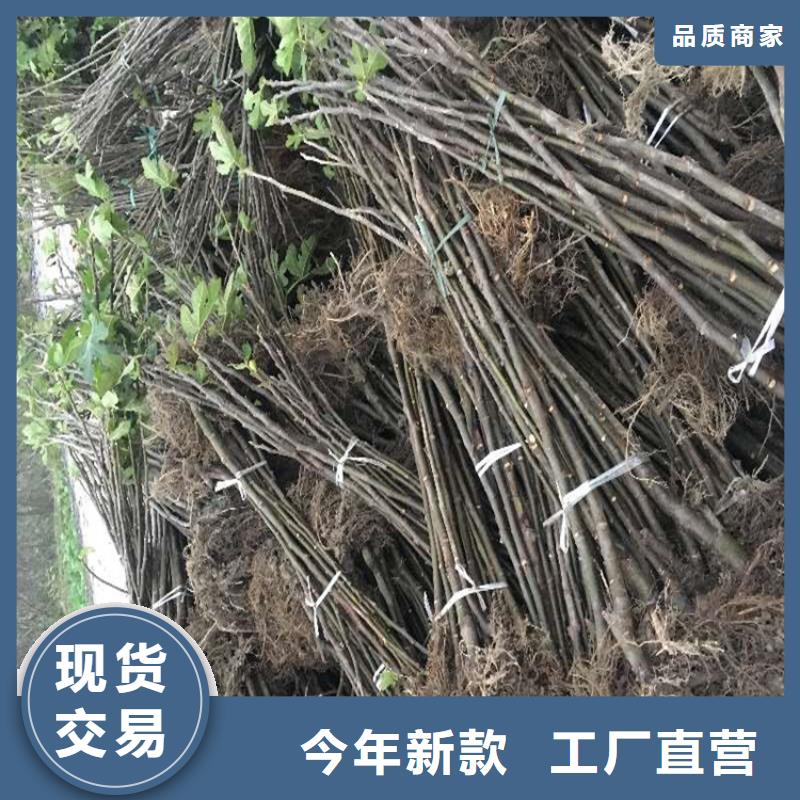 无花果西瓜苗厂家直销安全放心