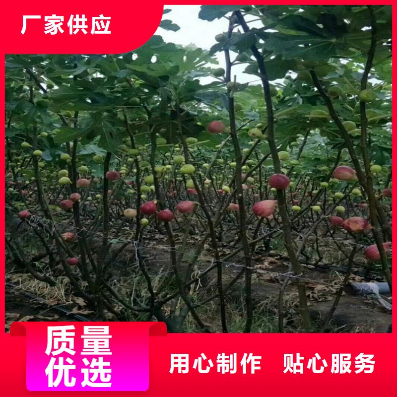 无花果西瓜苗厂家直销安全放心