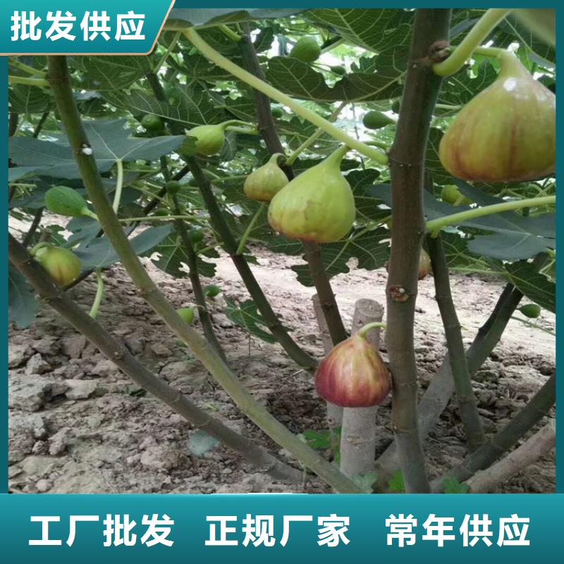 【无花果】_石榴树源厂供货