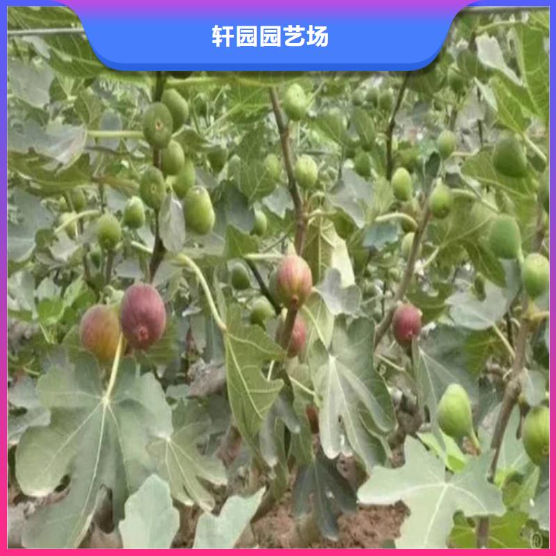 【无花果】红颜草莓品质可靠