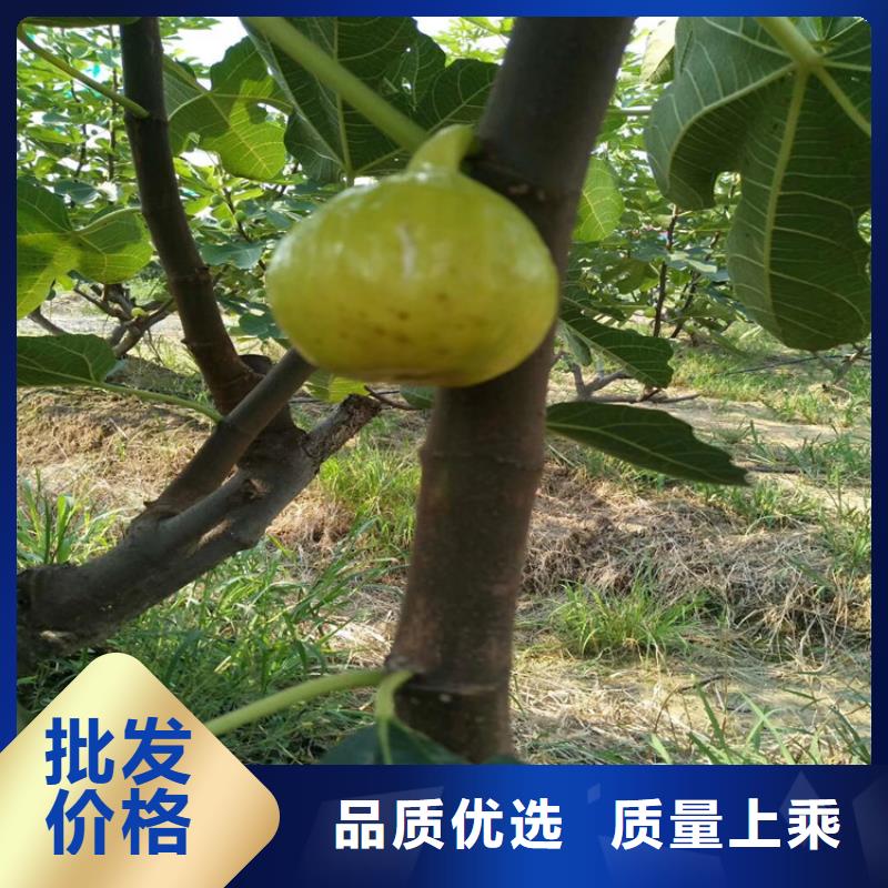 【无花果】_石榴树源厂供货