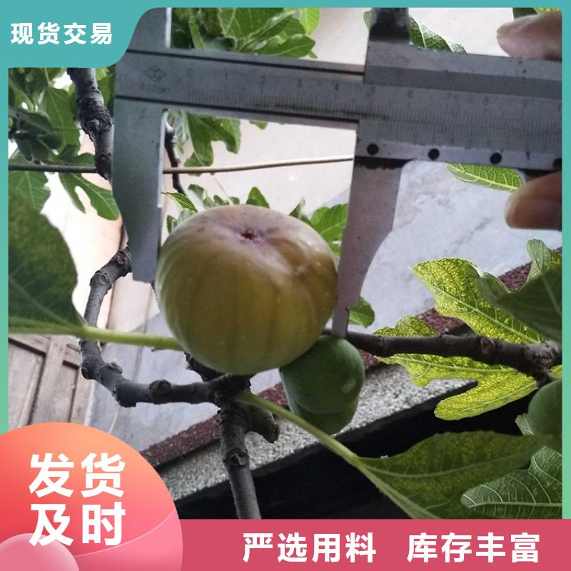 无花果,梨树苗库存充足