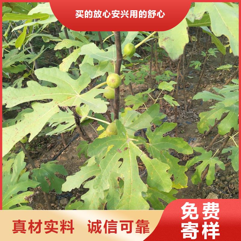 【无花果】樱桃苗诚信经营质量保证