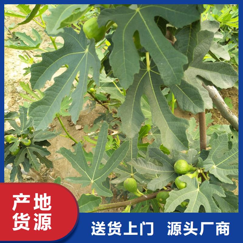 【无花果】_石榴树源厂供货