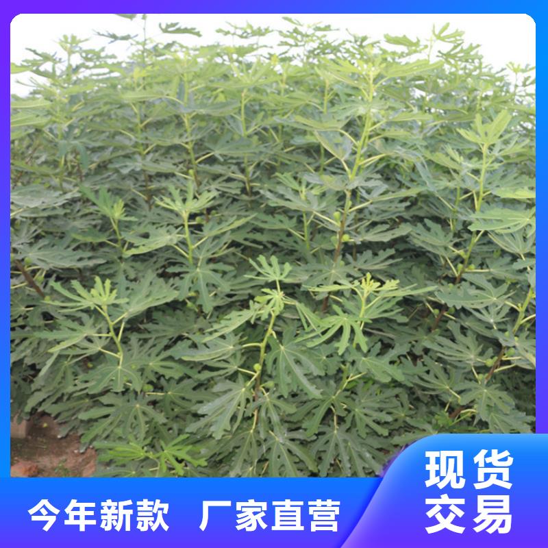 无花果-梨树苗种类丰富