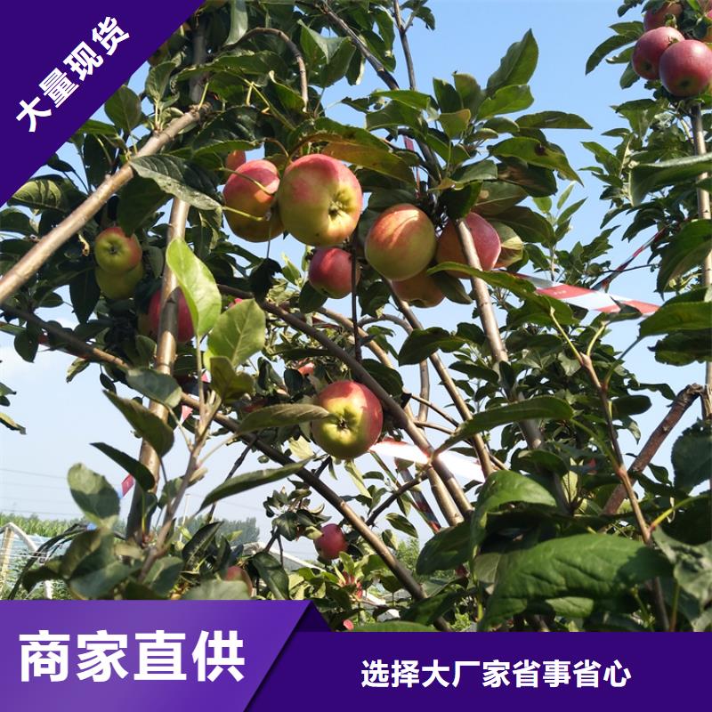 【苹果】-梨树苗实力优品