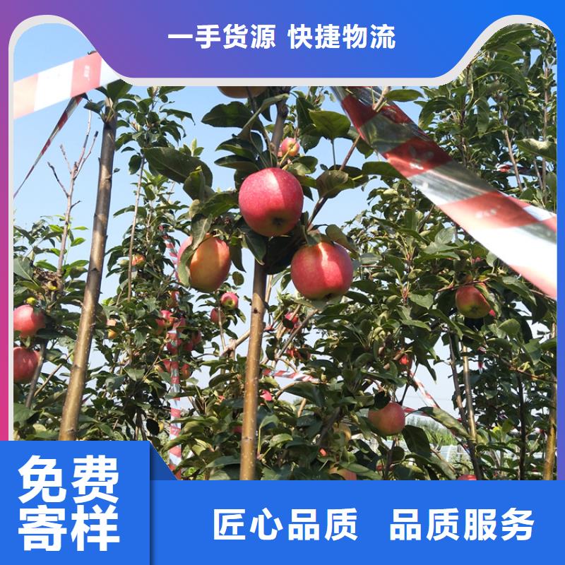 苹果樱桃苗省心又省钱