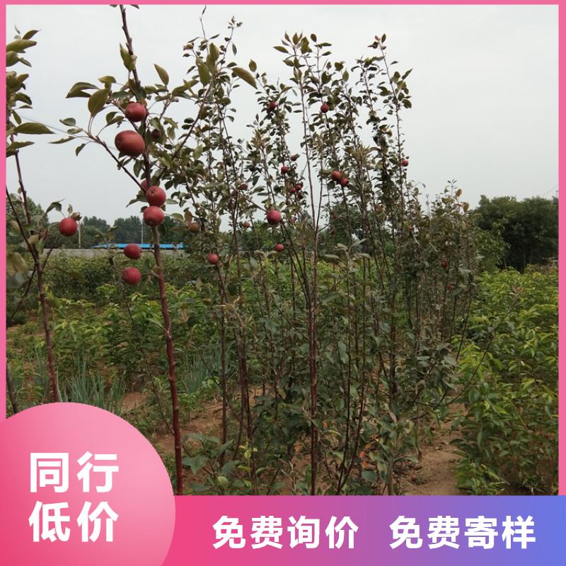 苹果梨树苗质量层层把关