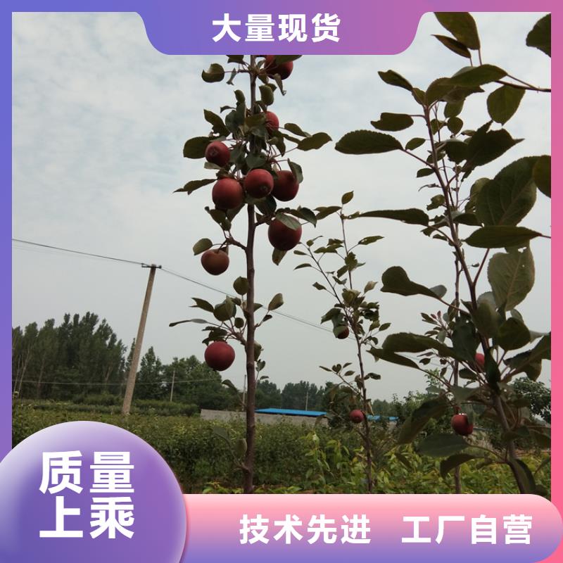 苹果樱桃苗省心又省钱