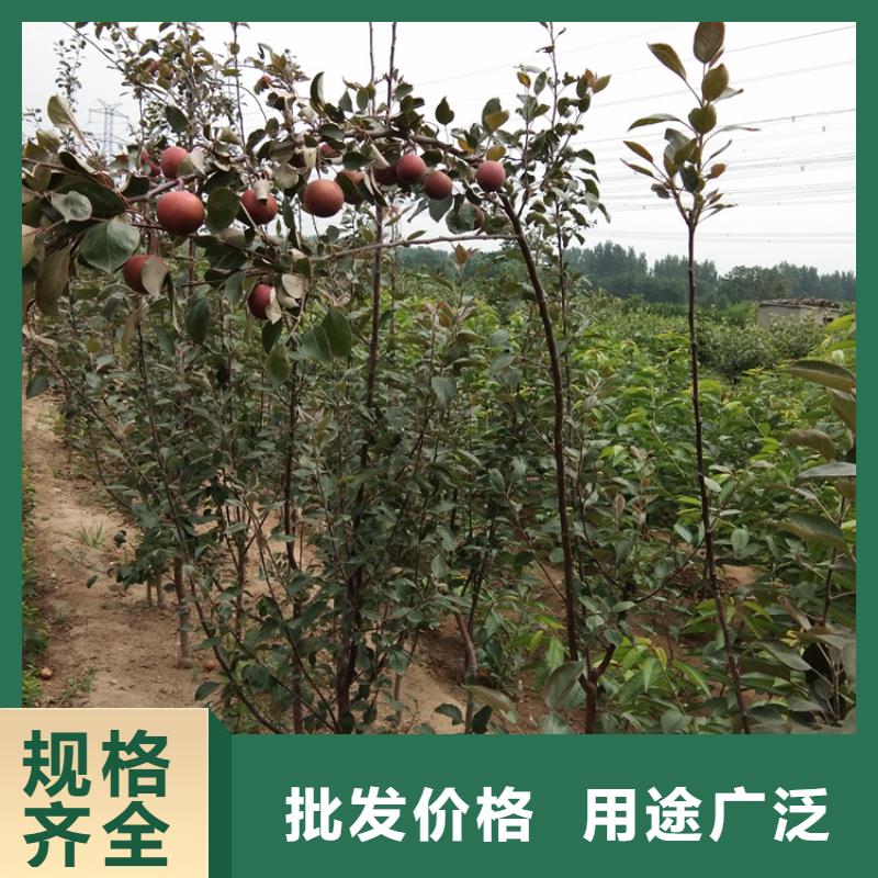 苹果梨树苗质量层层把关