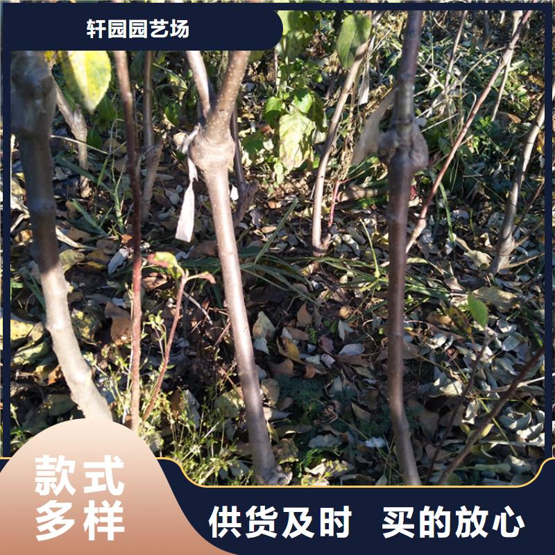 【苹果】-梨树苗实力优品