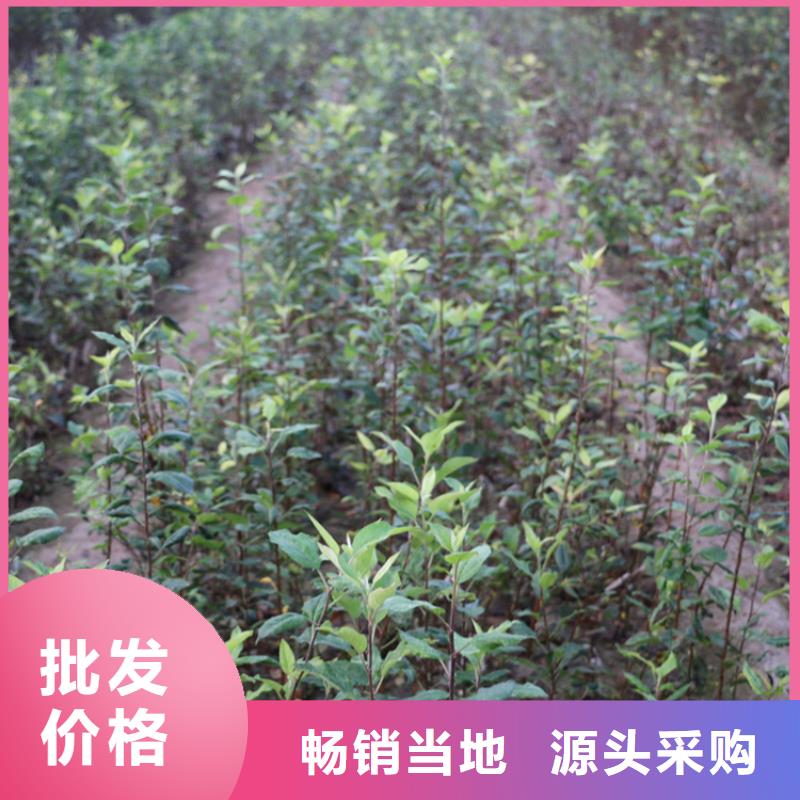 苹果西瓜苗支持定制加工