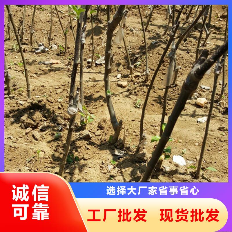 苹果,梨树苗厂家经验丰富