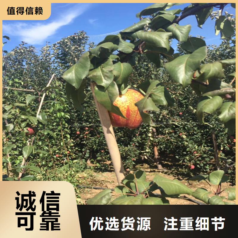 梨树樱桃苗应用范围广泛