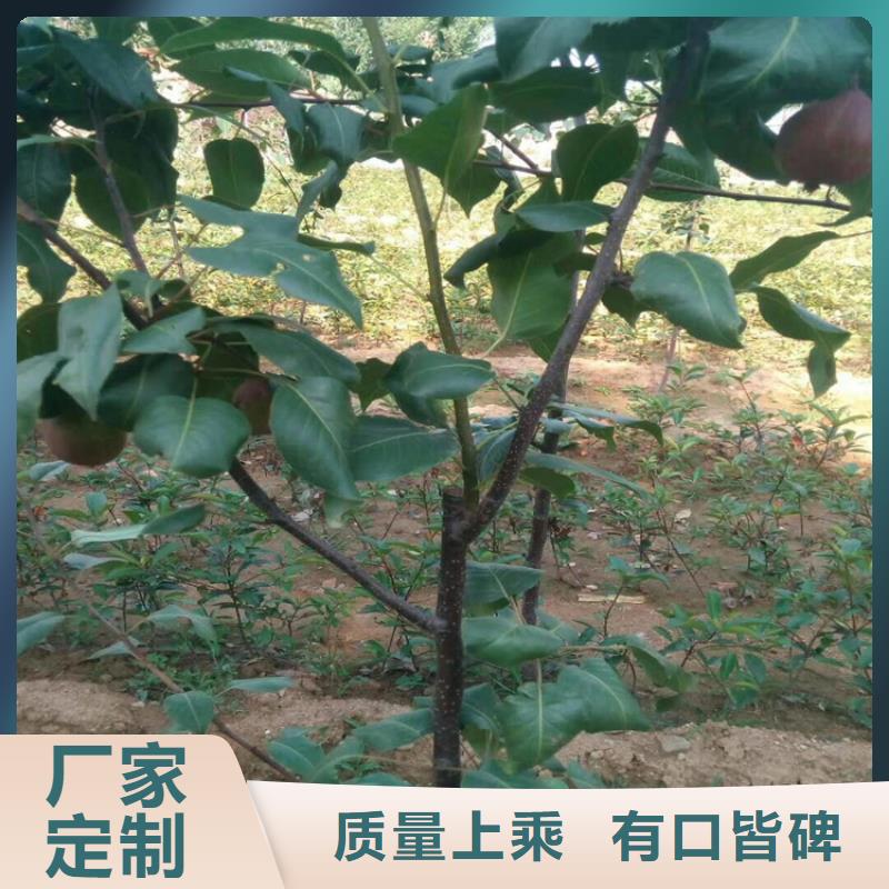 梨树-梨树苗专业完善售后