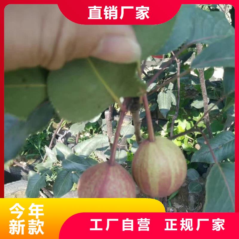 梨树-石榴树支持定制贴心售后