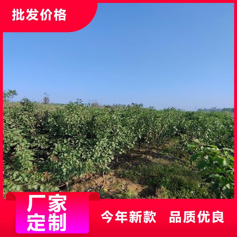 梨树,无花果苗客户满意度高