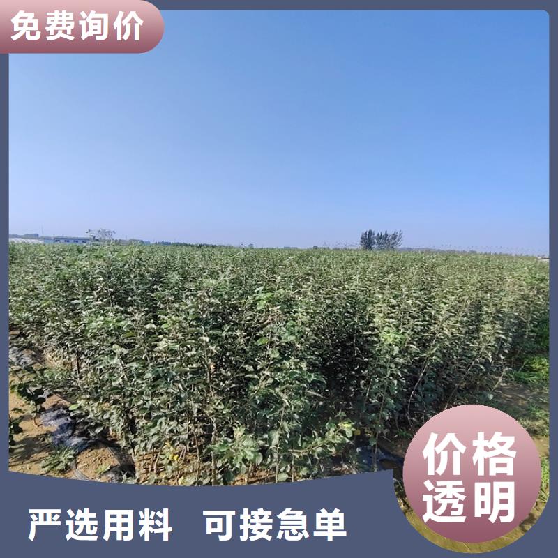 梨树-北美冬青好品质用的放心