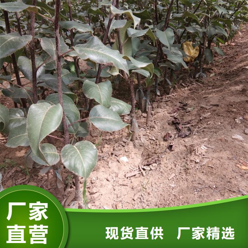 梨树-红石榴苗基地质量不佳尽管来找我