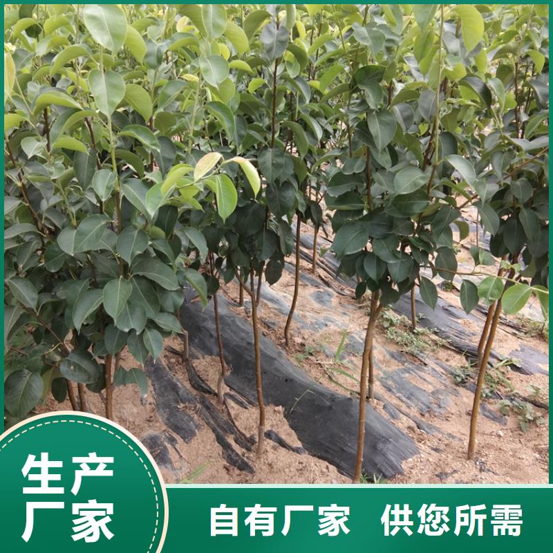 梨树樱桃苗应用范围广泛