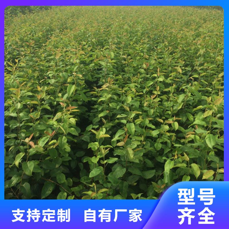 梨树樱桃苗应用范围广泛