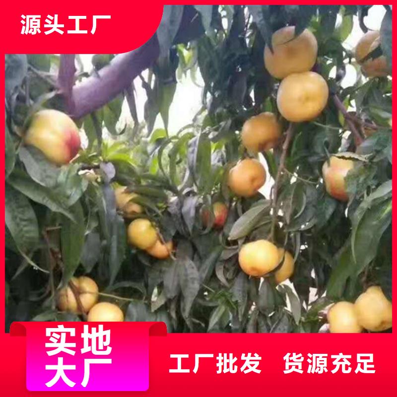 桃杏树苗价格实在