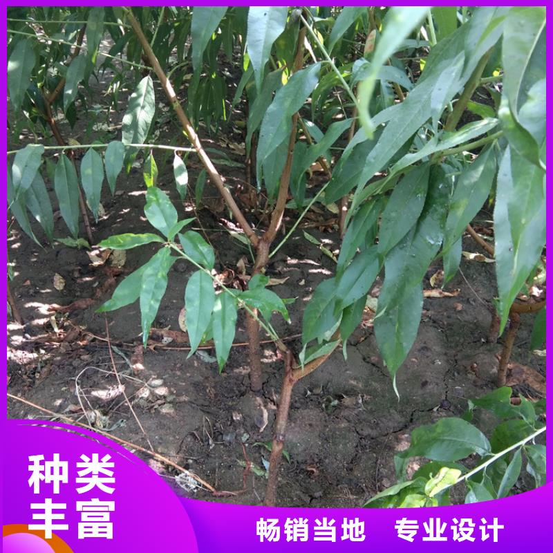 桃-蓝莓苗今日价格