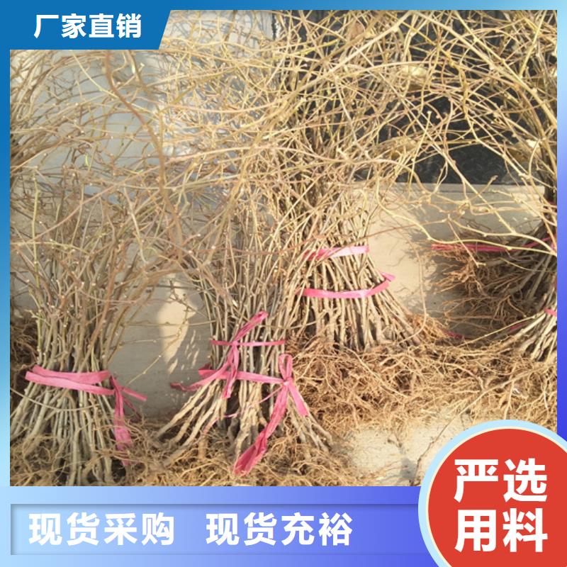 【猕猴桃苹果苗多家仓库发货】