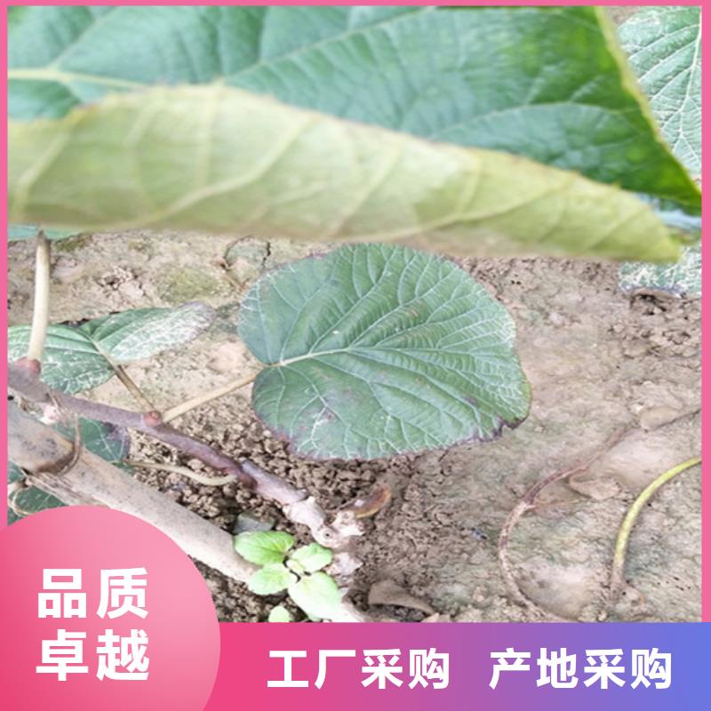 【猕猴桃苹果苗多家仓库发货】