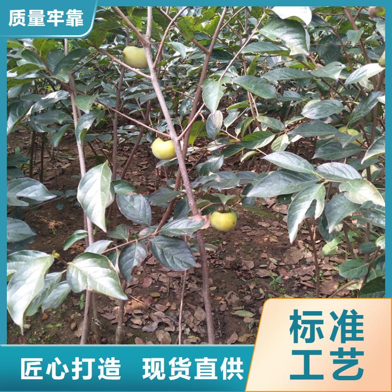 柿子,无花果苗优质材料厂家直销