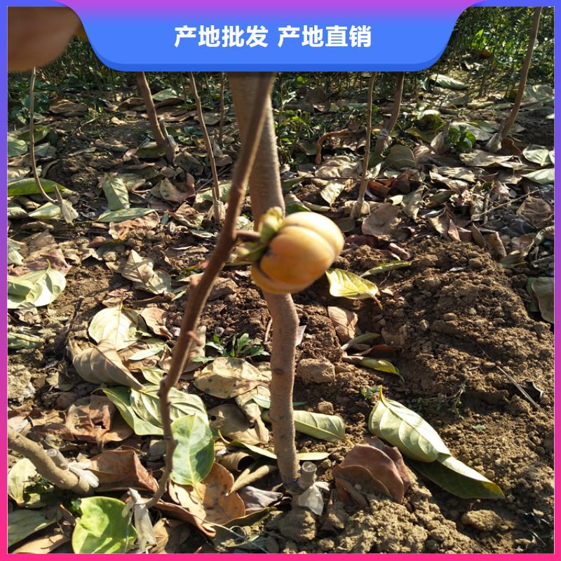 柿子苹果苗精心推荐