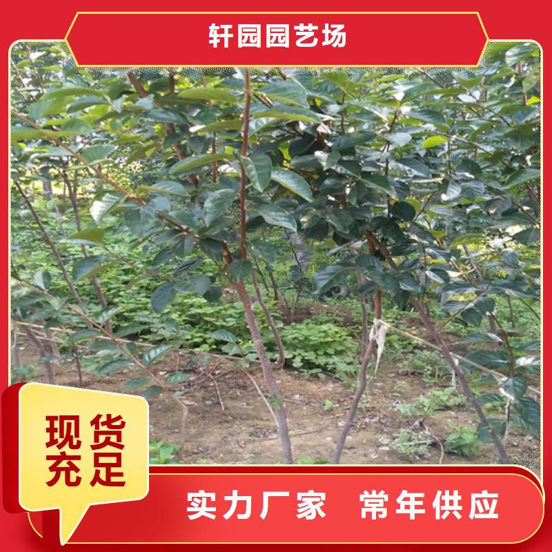 【柿子】无花果苗推荐商家