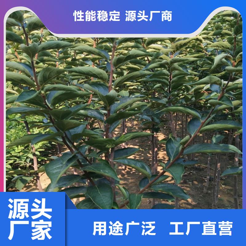 柿子,无花果苗优质材料厂家直销