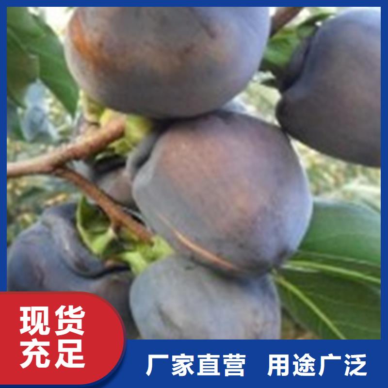 【柿子】无花果苗推荐商家