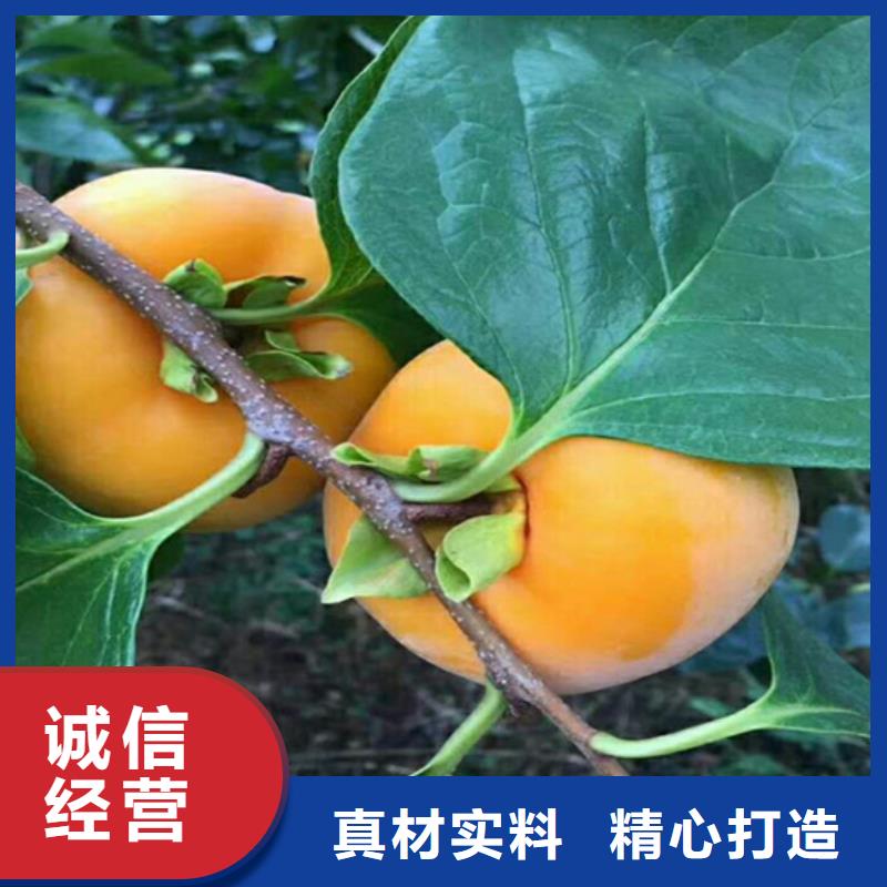 柿子蓝莓苗厂家直发