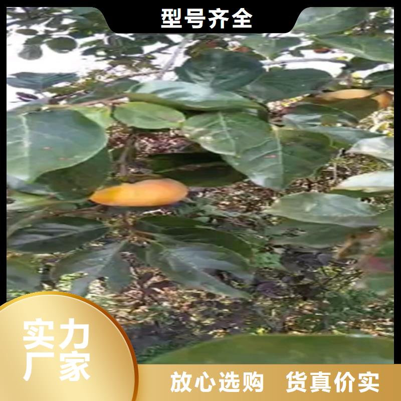 柿子蓝莓苗厂家货源