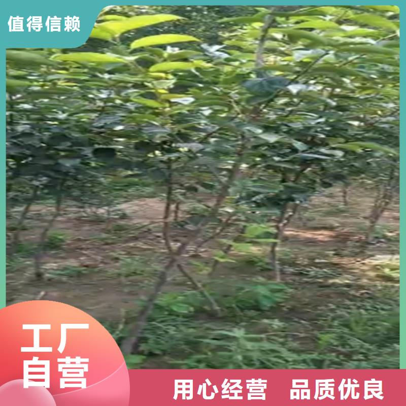 【柿子】-无花果苗优质工艺