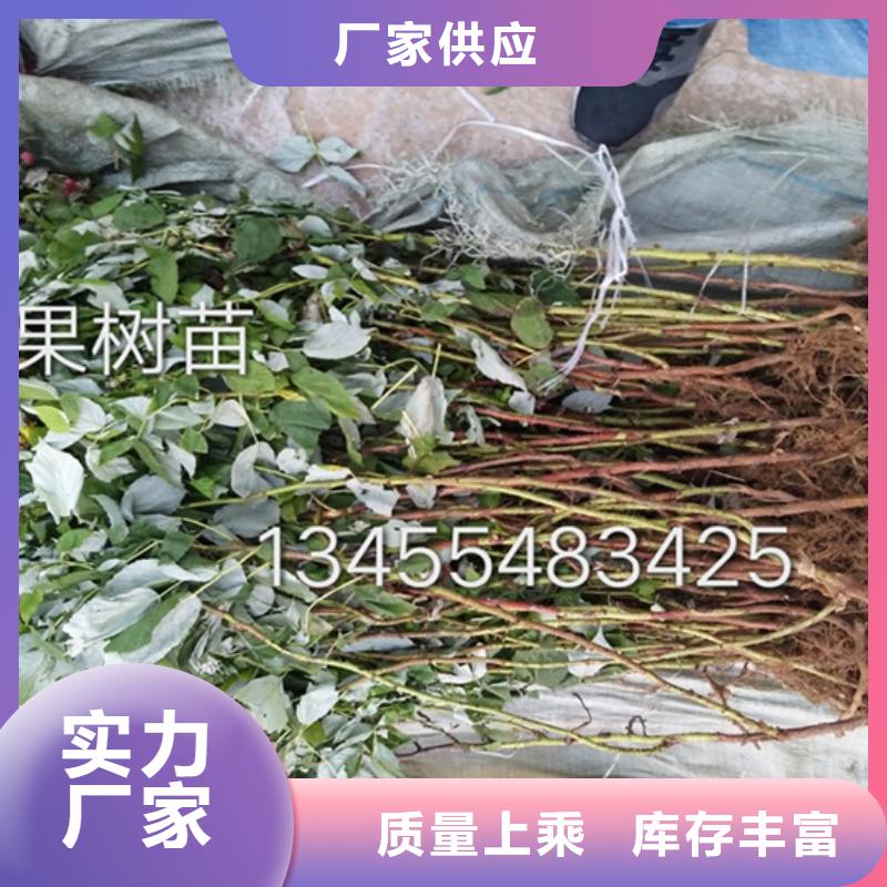 【树莓】苹果苗品质优选