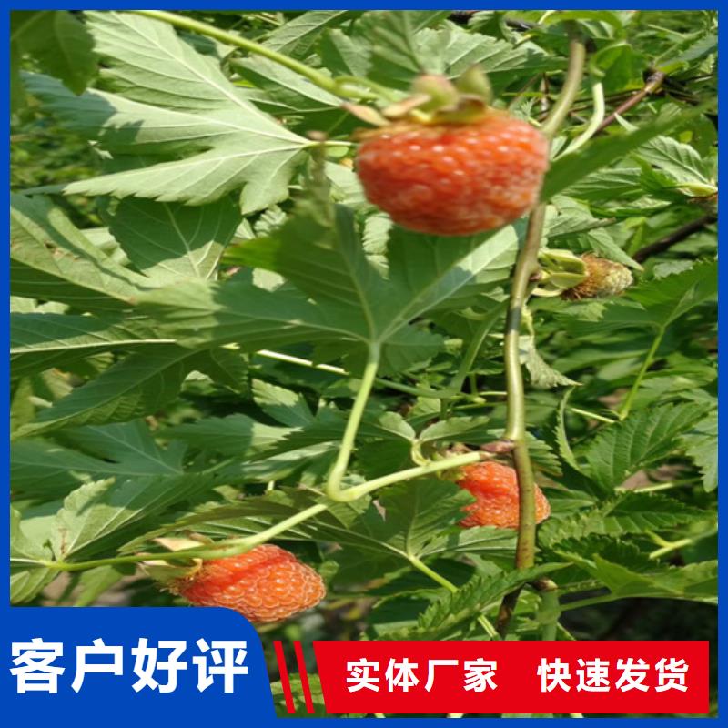 树莓李树苗厂家现货供应