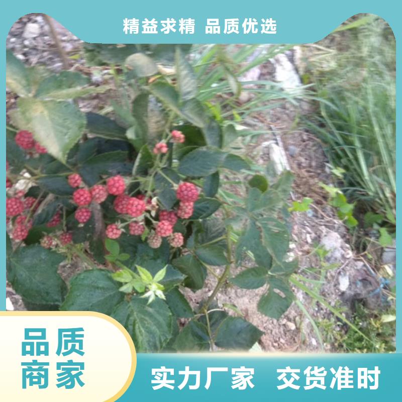 树莓,石榴苗放心得选择