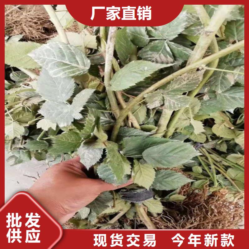 树莓西瓜苗产品细节参数