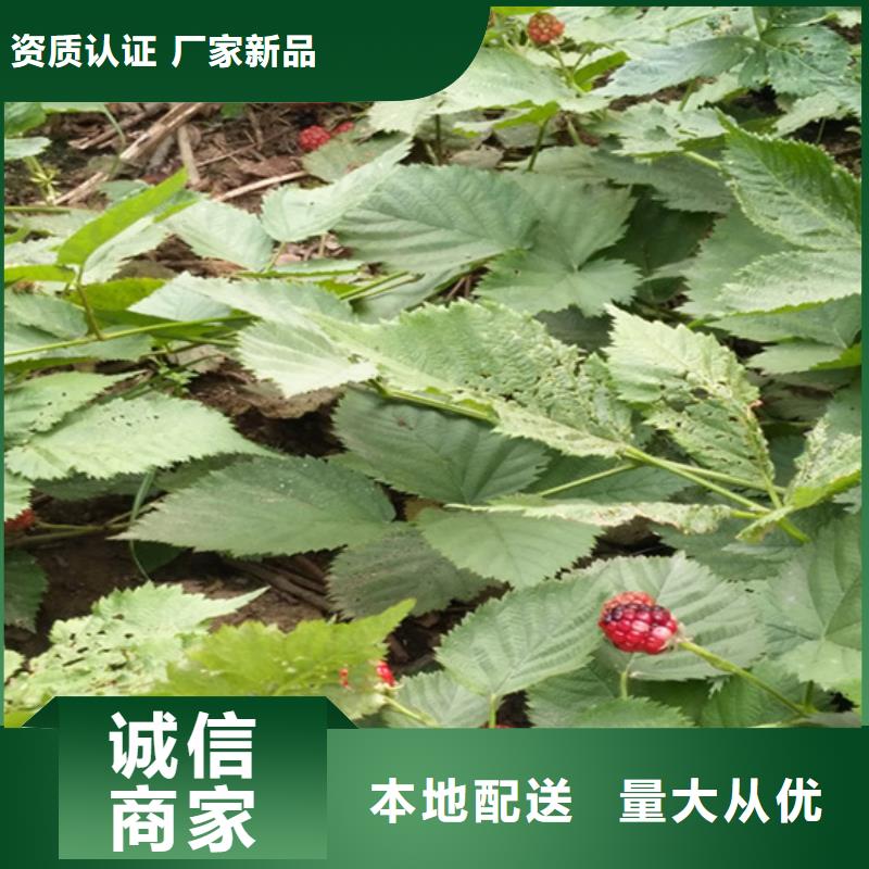 树莓苹果苗真材实料诚信经营