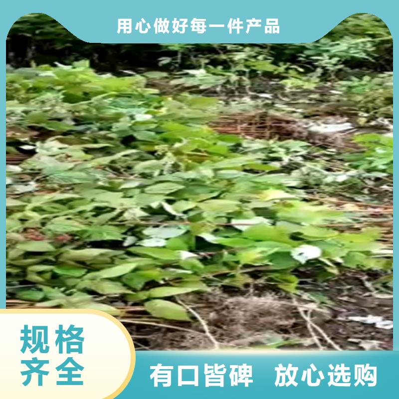 树莓西瓜苗产品细节参数