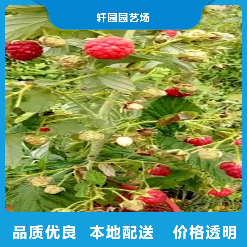 【树莓】苹果苗量大更优惠