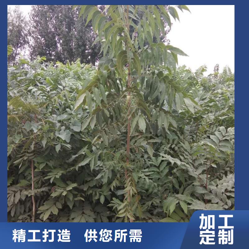 碧根果-樱桃苗老品牌厂家